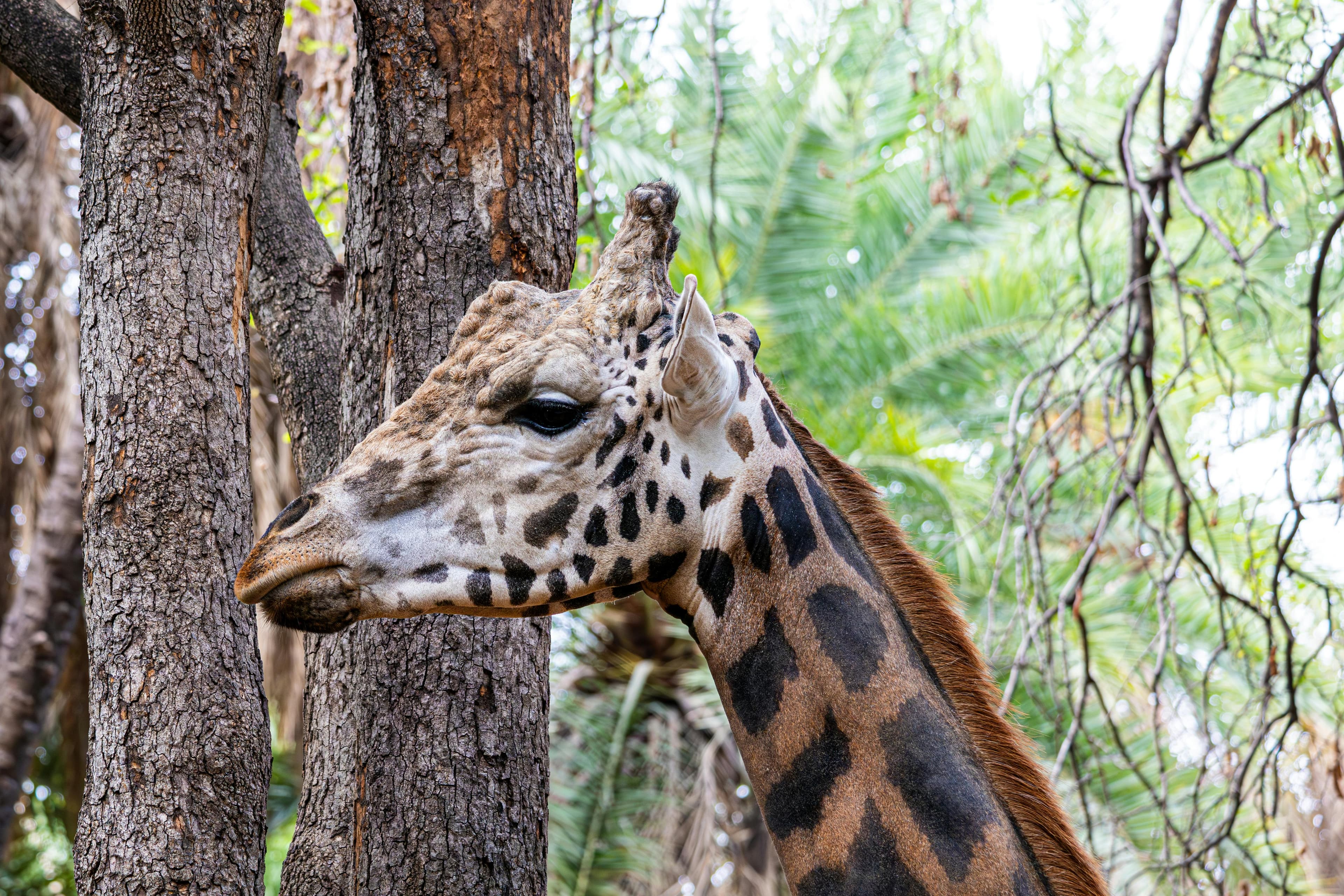 Selous Game Reserve Boat Safari