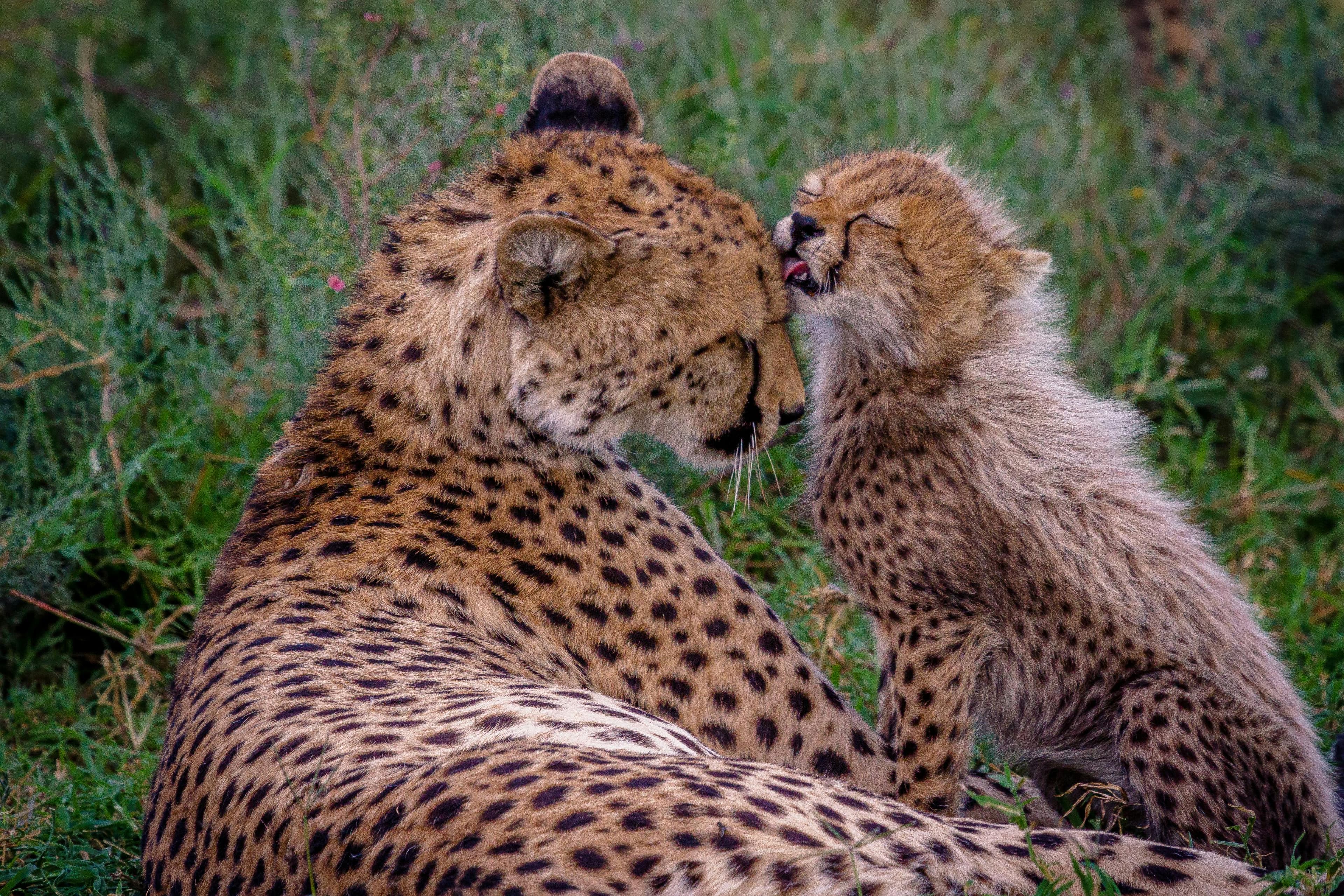 Ngorongoro Crater & Lake Manyara
