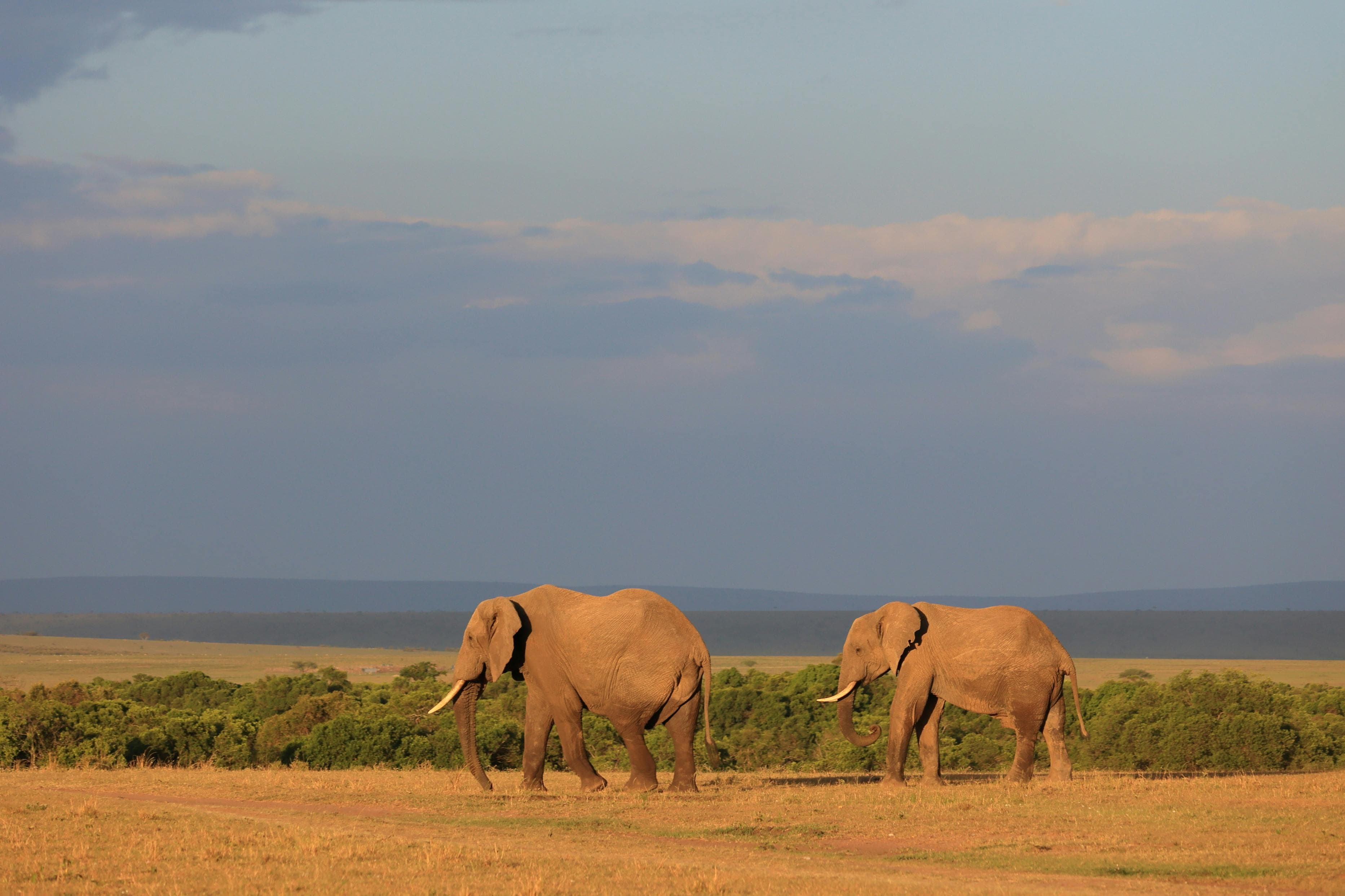 Budget Camping Safari