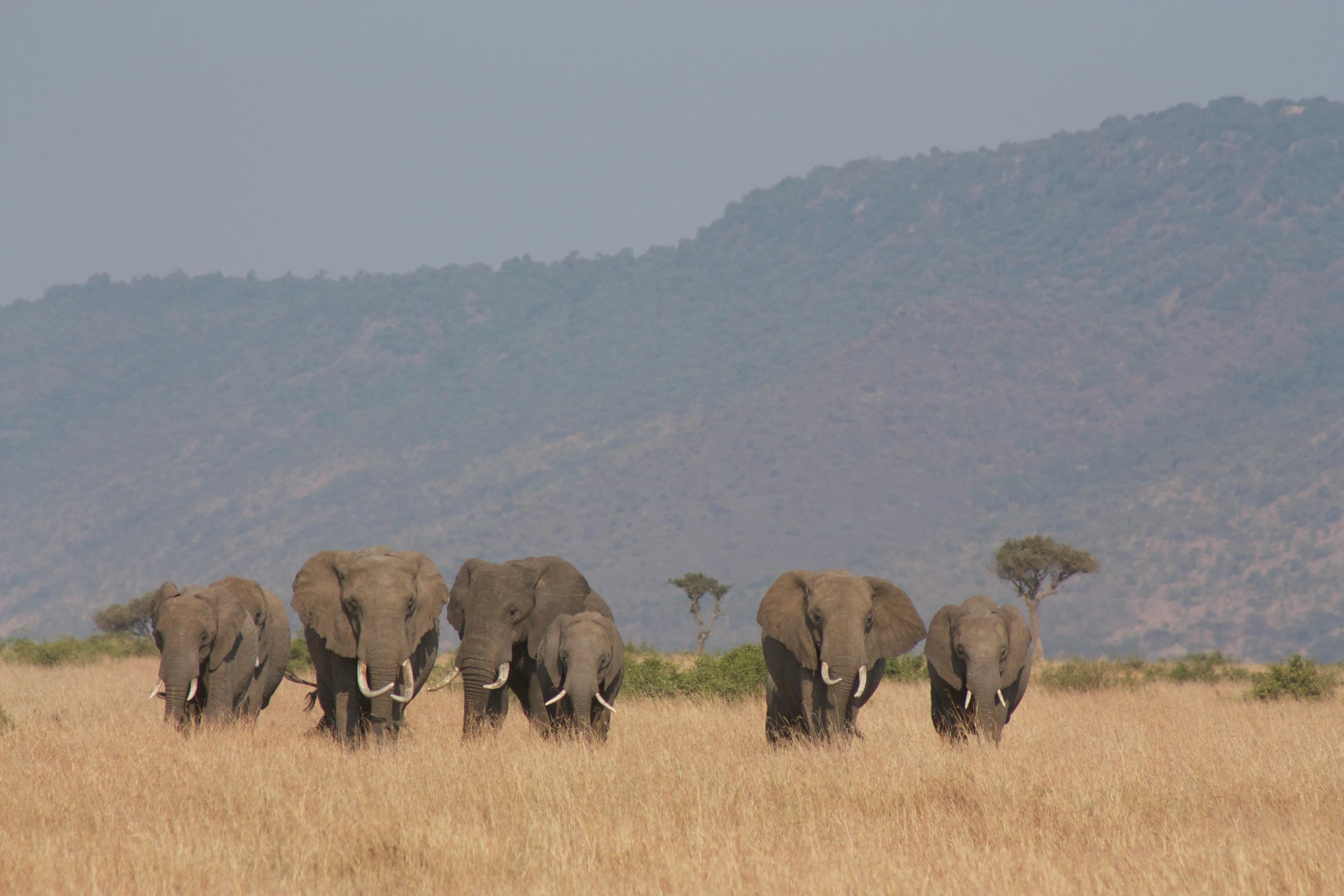 Safari Photography Equipment