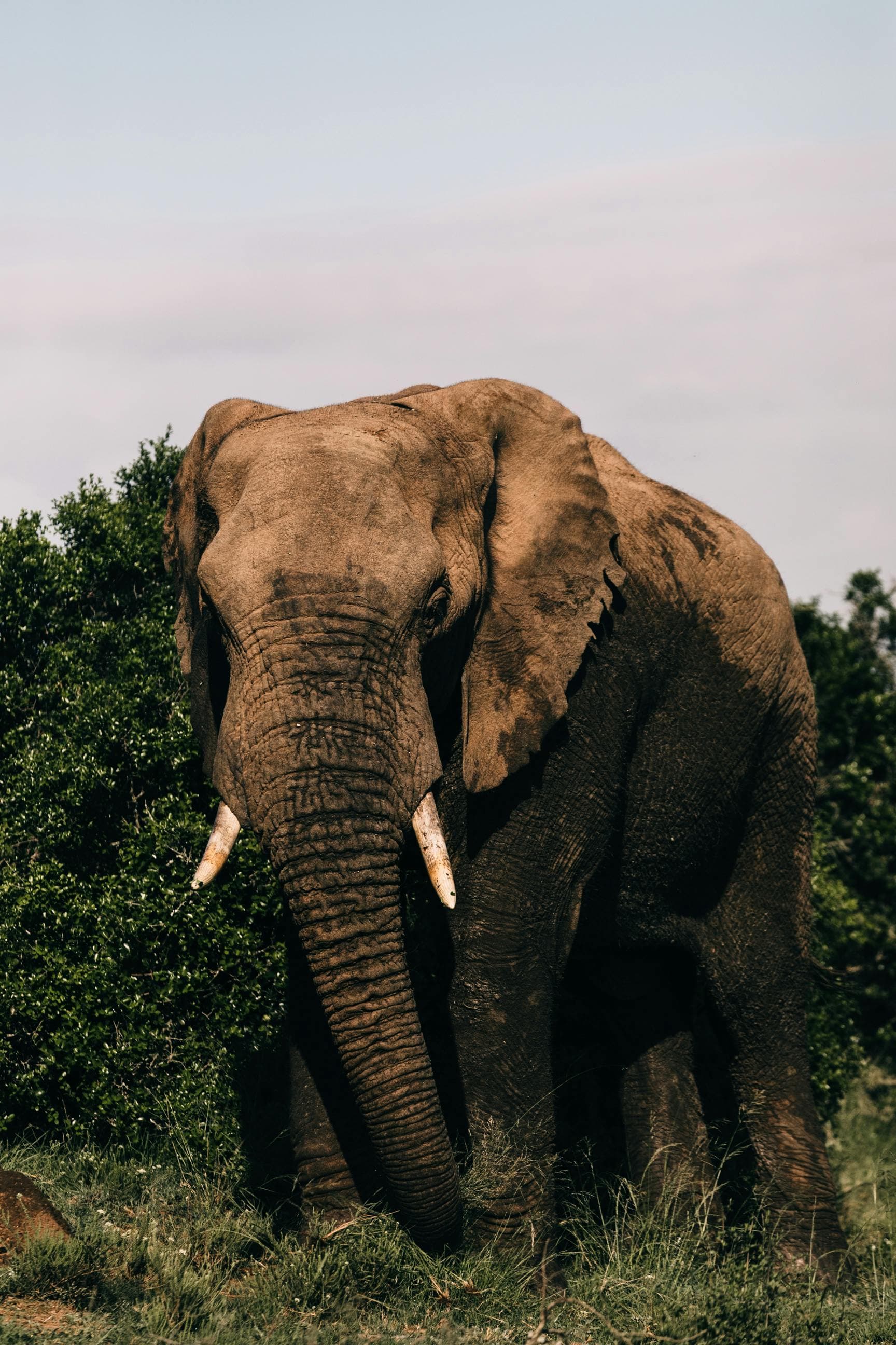 Ultimate Tanzania Safari