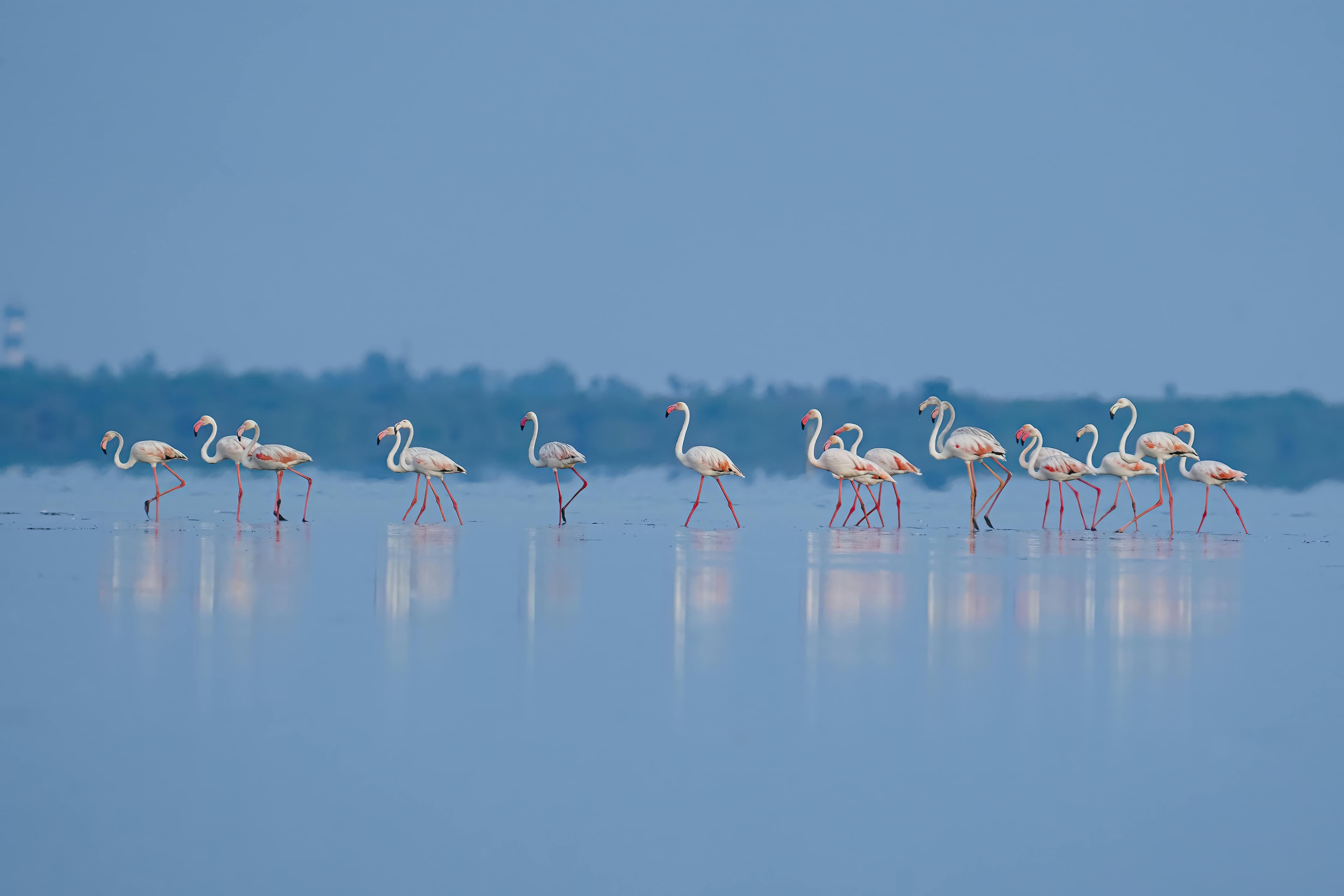 Tarangire & Wildlife Safari
