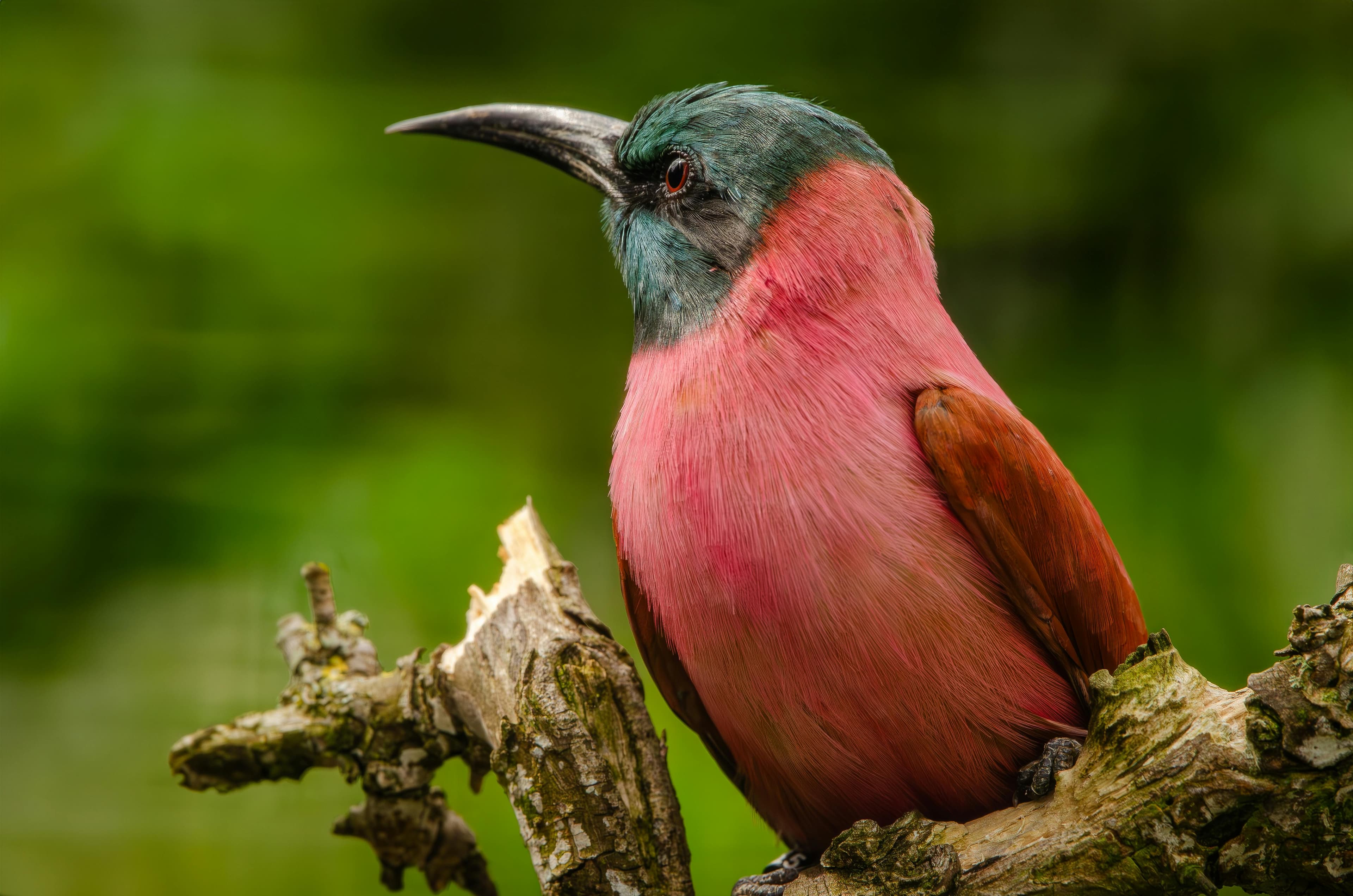 Ngorongoro Crater & Lake Manyara