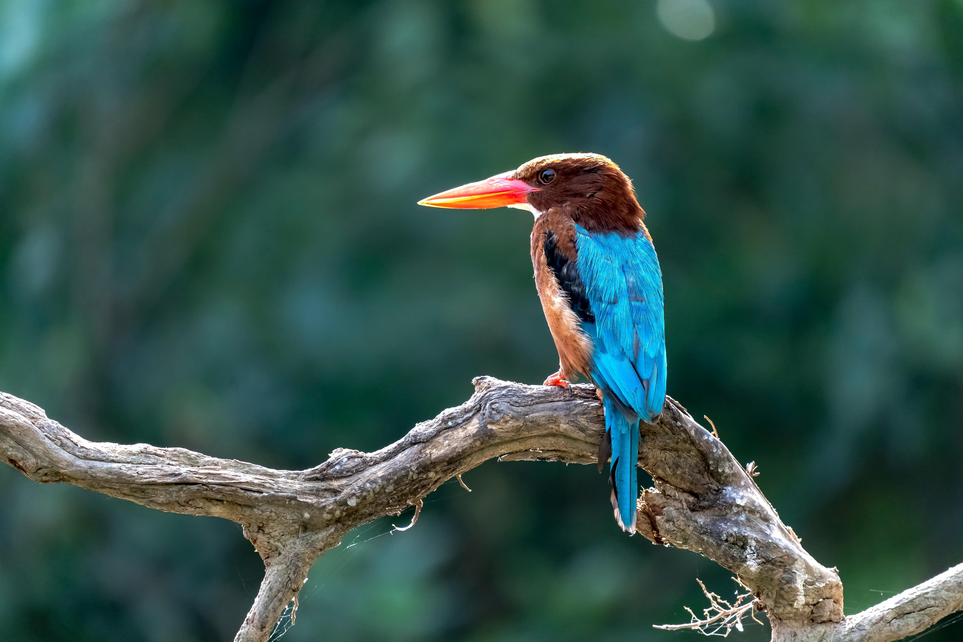 Classic Serengeti Migration Safari